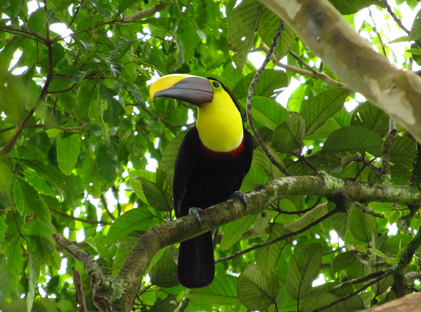 Bird Watching at Arenal Lake & Peninsula Trail